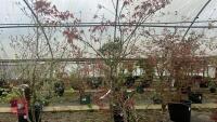 ACER PALMATUM 'BURGUNDY LACE' - 2