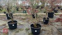 ACER PALMATUM 'BURGUNDY LACE' - 3