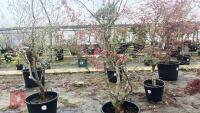 ACER PALMATUM 'BURGUNDY LACE' - 4