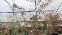 ACER PALMATUM 'BURGUNDY LACE' - 5