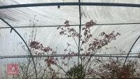 ACER PALMATUM 'BURGUNDY LACE' - 6