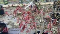ACER PALMATUM 'BURGUNDY LACE' - 7