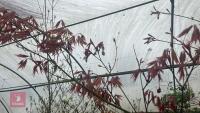 ACER PALMATUM 'BURGUNDY LACE' - 8