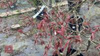 ACER PALMATUM 'BURGUNDY LACE' - 10