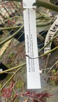 ACER PALMATUM 'BURGUNDY LACE' - 11