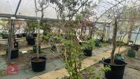VIBURNM PLICATUM TOMENTOSUM 'KILIMANJARO - 2