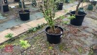 VIBURNM PLICATUM TOMENTOSUM 'KILIMANJARO - 3