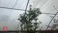 VIBURNM PLICATUM TOMENTOSUM 'KILIMANJARO - 10