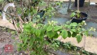 VIBURNM PLICATUM TOMENTOSUM 'KILIMANJARO - 12