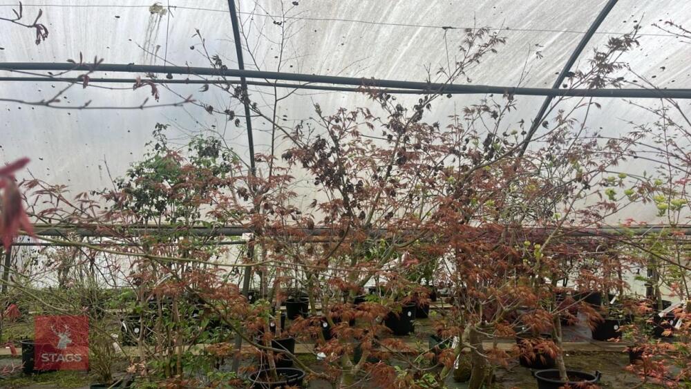 ACER PALMATUM 'SAZANAMI' TREE