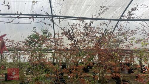 ACER PALMATUM 'SAZANAMI' TREE