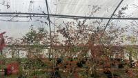 ACER PALMATUM 'SAZANAMI' TREE