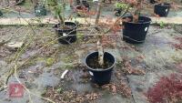 ACER PALMATUM 'SAZANAMI' TREE - 3