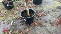 ACER PALMATUM 'SAZANAMI' TREE - 4