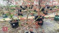 ACER PALMATUM 'SAZANAMI' TREE - 5