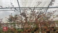 ACER PALMATUM 'SAZANAMI' TREE - 7
