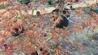 ACER PALMATUM 'SAZANAMI' TREE - 8