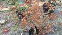 ACER PALMATUM 'SAZANAMI' TREE - 9