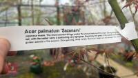 ACER PALMATUM 'SAZANAMI' TREE - 10