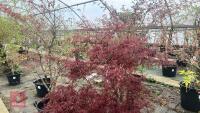 ACER PALMATUM DISSECTUM 'STELLA ROSSA' - 5