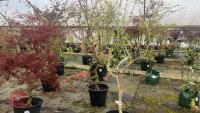 ACER NEGUNDO 'KELLY'S GOLD' TREE - 2