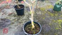 ACER NEGUNDO 'KELLY'S GOLD' TREE - 8