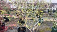 ACER NEGUNDO 'KELLY'S GOLD' TREE - 9