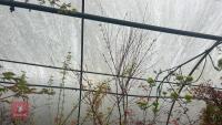 ACER PALMATUM 'SEIGEN' TREE