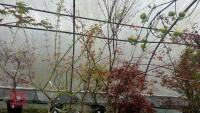 ACER PALMATUM 'SEIGEN' TREE - 2