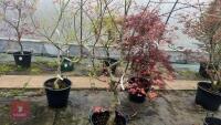 ACER PALMATUM 'SEIGEN' TREE - 3