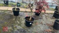 ACER PALMATUM 'SEIGEN' TREE - 4