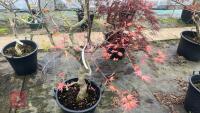 ACER PALMATUM 'SEIGEN' TREE - 5
