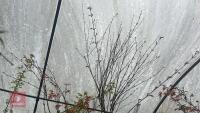 ACER PALMATUM 'SEIGEN' TREE - 6