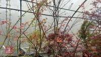 ACER PALMATUM 'SEIGEN' TREE - 7