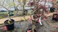 ACER PALMATUM 'SEIGEN' TREE - 8