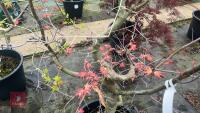 ACER PALMATUM 'SEIGEN' TREE - 9