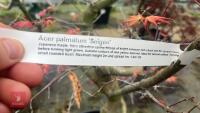 ACER PALMATUM 'SEIGEN' TREE - 10