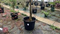 CORNUS 'EDDIE'S WHITE WONDER' TREE - 3