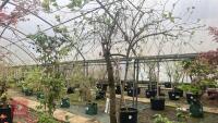 CORNUS 'EDDIE'S WHITE WONDER' TREE - 4