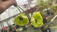 CORNUS 'EDDIE'S WHITE WONDER' TREE - 7