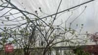 CORNUS 'EDDIE'S WHITE WONDER' TREE - 8