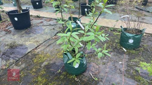 SALIX FARGESII TREE
