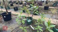 SALIX FARGESII TREE - 2