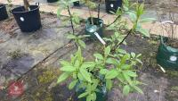 SALIX FARGESII TREE - 3