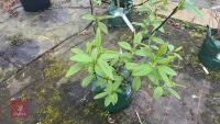 SALIX FARGESII TREE - 4