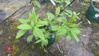 SALIX FARGESII TREE - 5