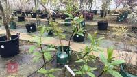 SALIX FARGESII TREE - 6