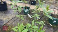 SALIX FARGESII TREE - 7