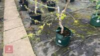 ACER NEGUNDO 'KELLY'S GOLD' TREE - 4