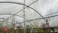 ACER NEGUNDO 'KELLY'S GOLD' TREE - 7